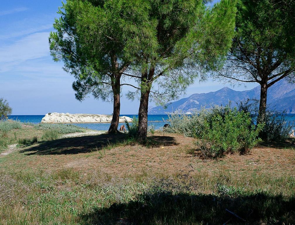 Suarella